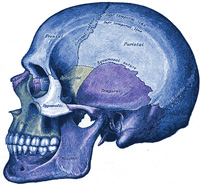 Cranio umano, vista laterale
