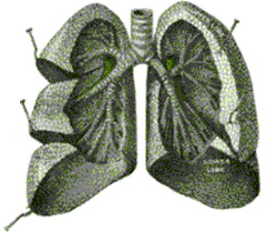 Air enters and leaves the lungs via a conduit of cartilaginous passageways — the bronchi and bronchioles. In this image, lung tissue has been dissected away to reveal the bronchioles